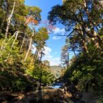 From Pucón: Huerquehue National Park Hiking Tour - In-Depth Review of the Huerquehue National Park Hiking Tour