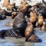 From Puerto Madryn: City and Punta Loma Tour - An In-Depth Look at the Puerto Madryn: City and Punta Loma Tour