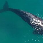 From Puerto Madryn: Full-Day Valdes Peninsula Tour - Practical Tips for Travelers