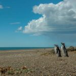 From Puerto Madryn: Penguin Tour & Península Valdés Day Trip - In-Depth Review of the Tour Experience
