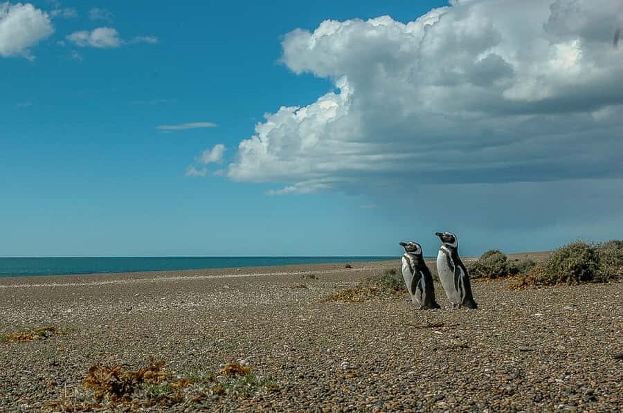 From Puerto Madryn: Penguin Tour & Península Valdés Day Trip - In-Depth Review of the Tour Experience