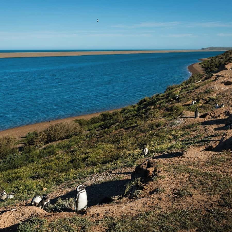 From Puerto Madryn: Peninsula Valdés Shore Excursion - Who Should Consider This Tour?