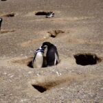 From Puerto Madryn: Punta Tombo Day Trip with Hotel Transfer - Who Will Love This Tour?