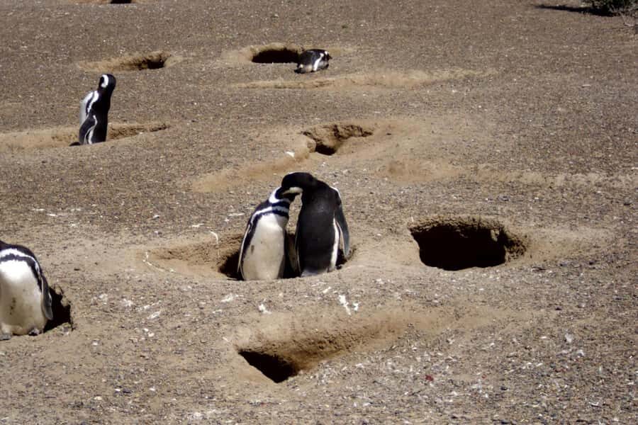 From Puerto Madryn: Punta Tombo Day Trip with Hotel Transfer - Who Will Love This Tour?