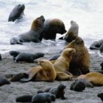 From Puerto Madryn: Valdes Peninsula Full-Day Tour - Starting the Day: From Puerto Madryn to the Interpretive Center