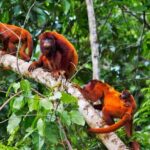 From Puerto Maldonado: Jungle trekking + Sandoval Lake - Final Thoughts