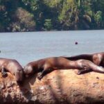 From Puerto Maldonado || Jungle trekking + Sandoval Lake || - Dive Into the Jungle: What to Expect from This Tour