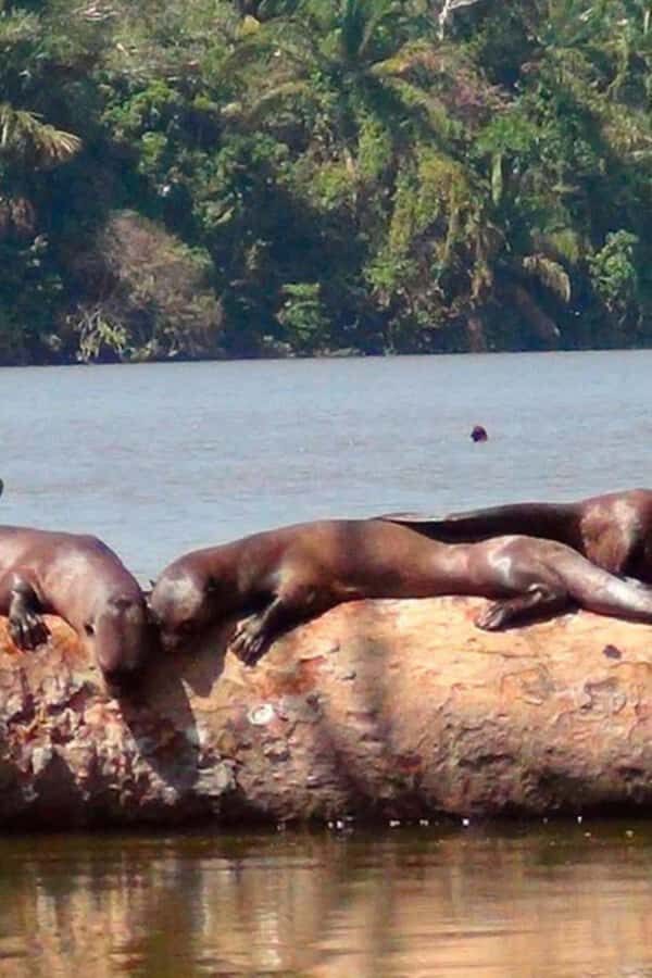 From Puerto Maldonado || Jungle trekking + Sandoval Lake || - Dive Into the Jungle: What to Expect from This Tour