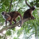 From Puerto Maldonado: Kayak Tour + Monkey Island - What’s Included and What’s Not