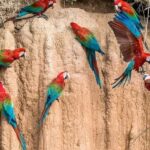 From Puerto Maldonado: Macaw Clay Lick 2 Days - Authenticity & Considerations