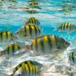 From Puerto Plata: Cayo Arena by VIP Speedboat and Snorkel - Overall Value and Practical Tips