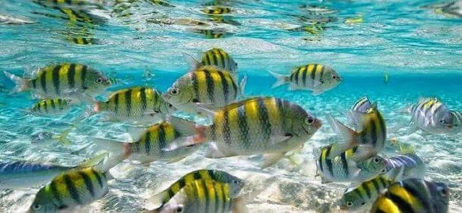 From Puerto Plata: Cayo Arena by VIP Speedboat and Snorkel - Overall Value and Practical Tips