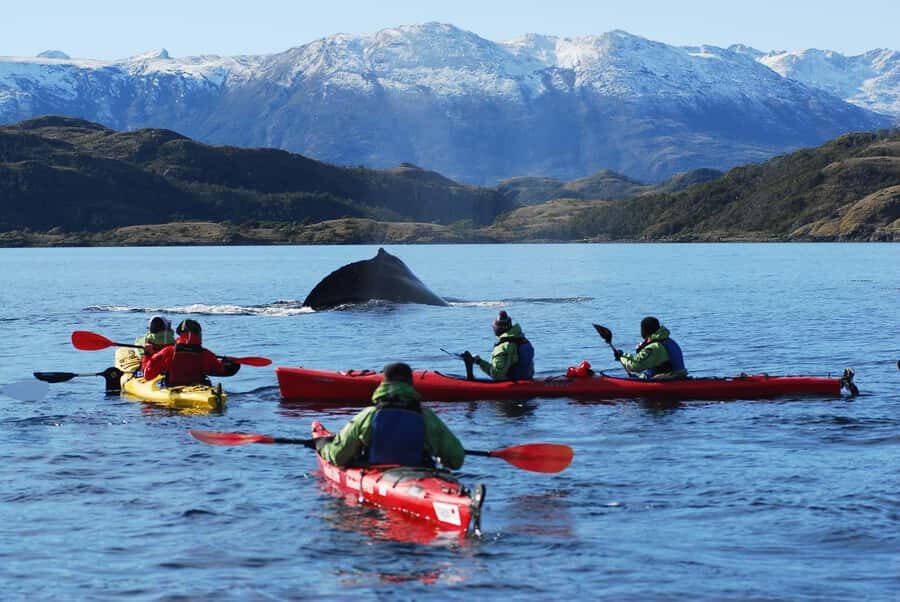 From Punta Arenas: Kayak with Whales - Value and Final Thoughts