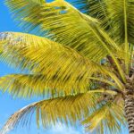 From Punta Cana: Catamaran Cruise to Saona Island with Lunch - Who Should Consider This Tour?