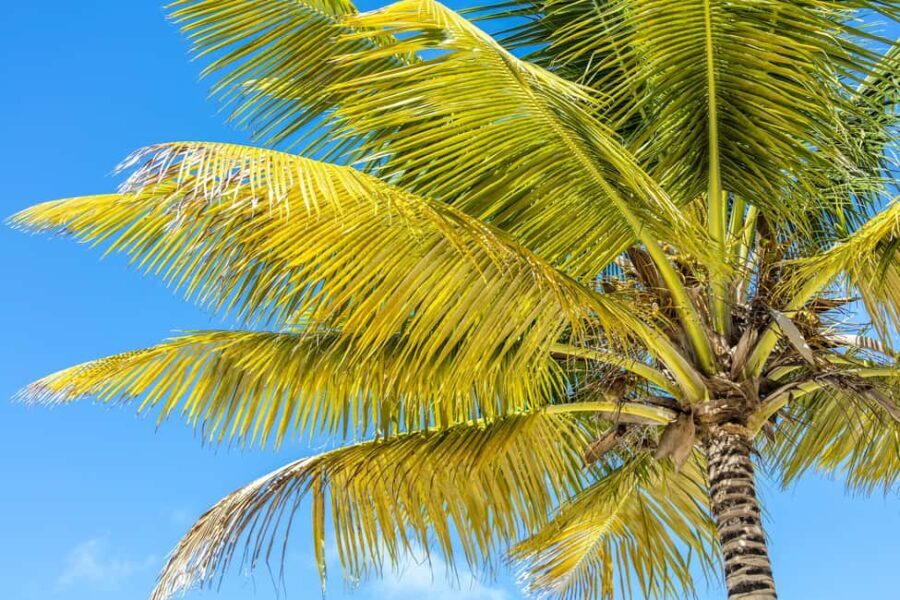 From Punta Cana: Catamaran Cruise to Saona Island with Lunch - Who Should Consider This Tour?