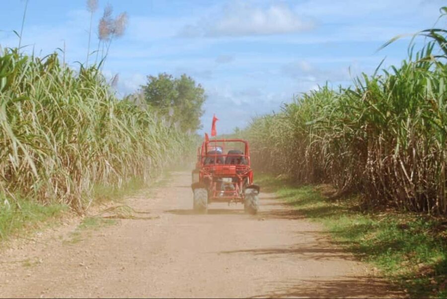 From Punta Cana or La Romana: Sugarcane Fields Buggy or Quad - Who Will Love This Tour?