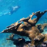 From Punta Cana: Private Catamaran Catalina Island Full-Day - Practical Tips for Your Trip