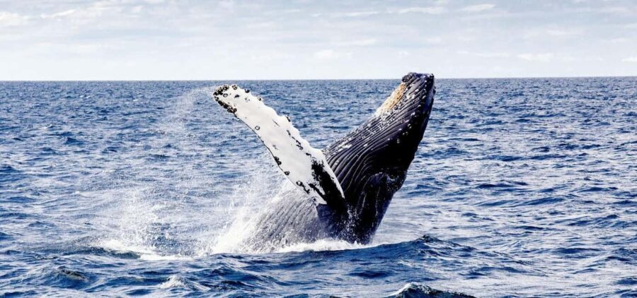 From Punta Cana: Samana and Bacardi Island Cruise and Tour - What You Need to Know Before Booking