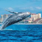 From Punta Cana: Samana Bay Whale-Watching Cruise with Lunch - The Whale Watching Cruise: Nature’s Spectacle