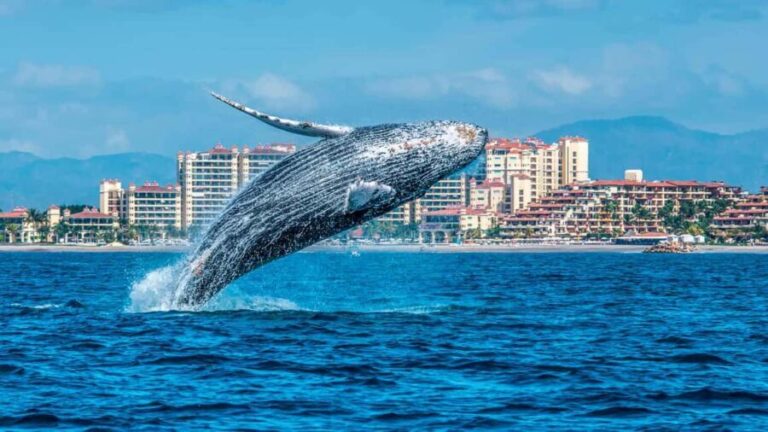 From Punta Cana: Samana Bay Whale-Watching Cruise with Lunch - The Whale Watching Cruise: Nature’s Spectacle