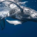 From Punta Cana: Sanctuary Whale Watching Day Trip - An In-Depth Look at the Tour Experience