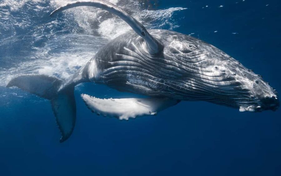 From Punta Cana: Sanctuary Whale Watching Day Trip - An In-Depth Look at the Tour Experience