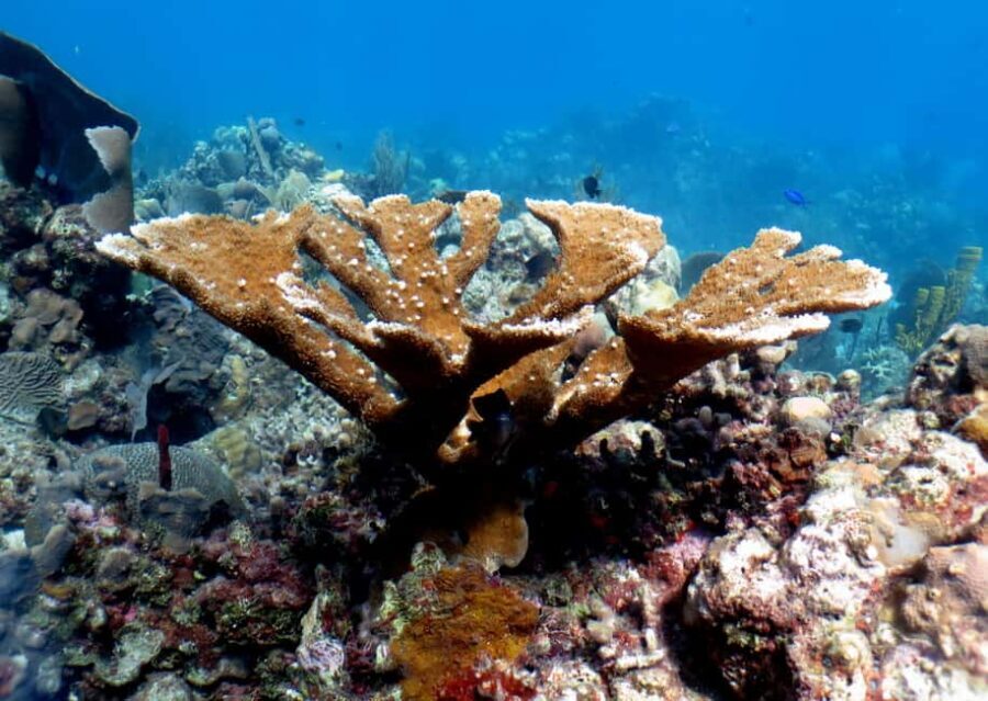 From Punta Cana: Small Group Catalina Island Snorkeling Tour - What Sets This Tour Apart?