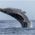 From Punta Canta: Whale Watching Cruise with Cayo Levantado - A Full Breakdown of the Experience