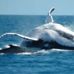 From Punta Canta: Whale Watching Cruise with Cayo Levantado - What the Reviews Say