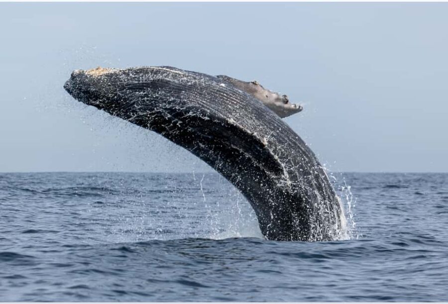 From Punta Canta: Whale Watching Cruise with Cayo Levantado - A Full Breakdown of the Experience