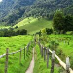 From Salento: Cocora Valley Hiking Tour with Lunch - The Experience in Detail