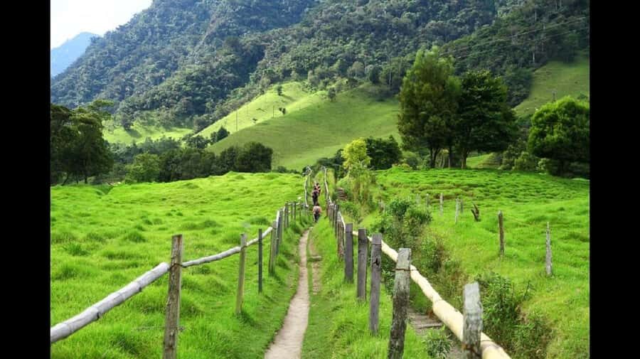 From Salento: Cocora Valley Hiking Tour with Lunch - The Experience in Detail