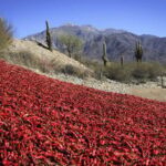 From Salta: Cafayate, Cachi and Salinas Grandes in 3 days - What Travelers Can Expect