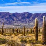 From Salta: Full-day excursions through Cafayate and Cachi - In-Depth Review: Discovering Salta’s Contrasts in Two Days