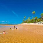 From Salvador: Praia do Forte & Guarajuba Beach Daytrip - The Highlights in Detail