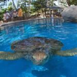 From Salvador: Tour to Praia do Forte and Guarajuba - In-Depth: What Makes This Tour Worth Considering