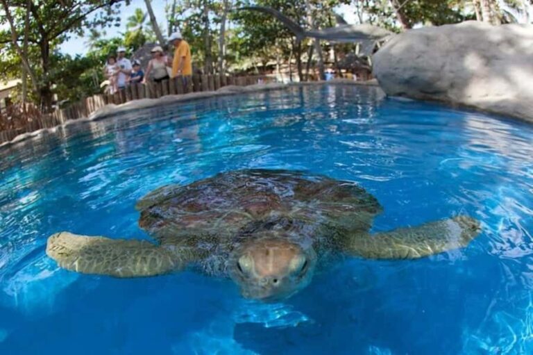 From Salvador: Tour to Praia do Forte and Guarajuba - In-Depth: What Makes This Tour Worth Considering