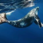 From Samaná: Whale Watching and Cayo Levantado Island Tour - Who Should Book This Tour?