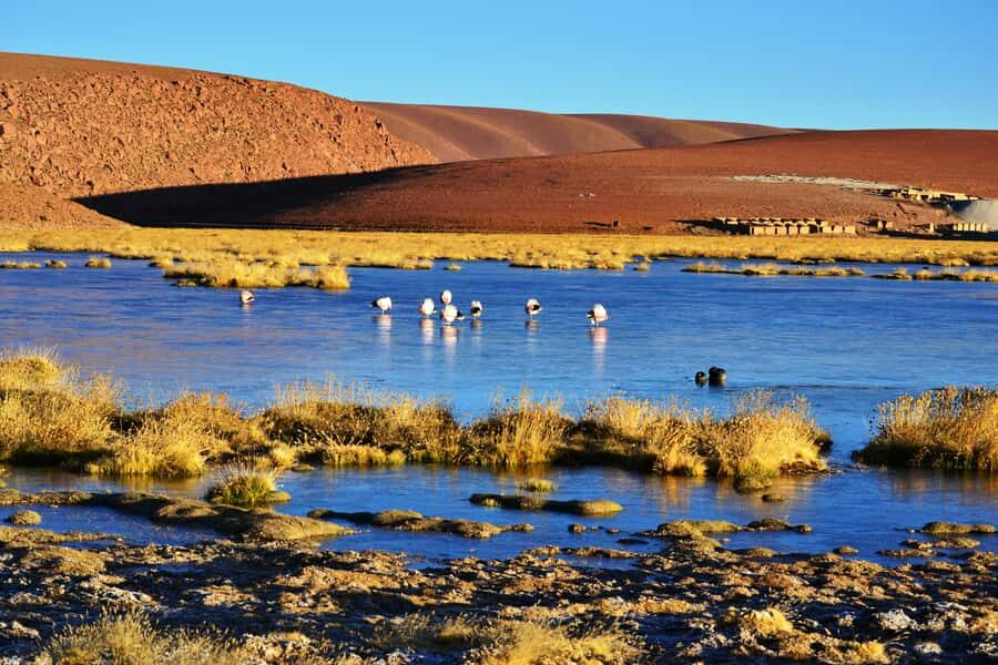 From San Pedro de Atacama: Tatio Geysers and Machuca Tour - The Real Experience: A Detailed Look