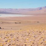 From San Pedro de Atacama: The Salt Flats Route, Full day - A Complete Look at the Salt Flats Route Tour