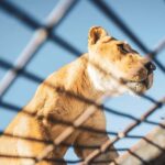 From Santiago: Rancagua Safari Park Zoo - Who Should Consider This Tour?