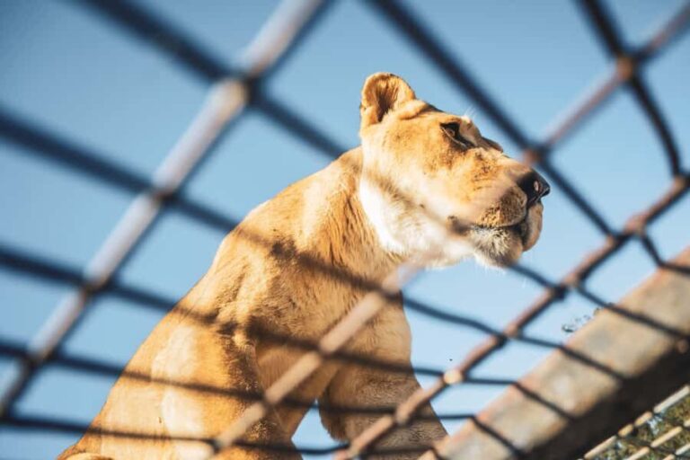 From Santiago: Rancagua Safari Park Zoo - Who Should Consider This Tour?