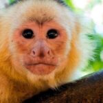 From Tambopata: Amazon Jungle Hike and Lake Sandoval 1-Day - Final Thoughts