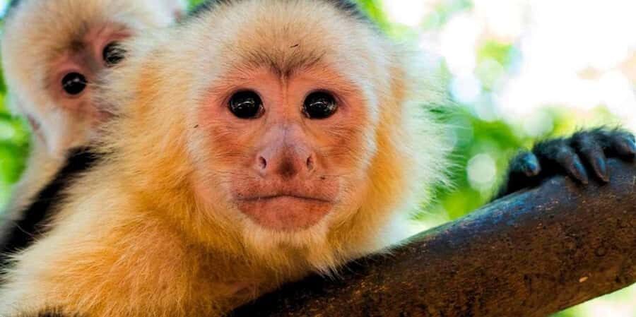 From Tambopata: Amazon Jungle Hike and Lake Sandoval 1-Day - Final Thoughts