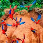 From Tambopata: parrots and macaws clay lick - Additional Practical Tips