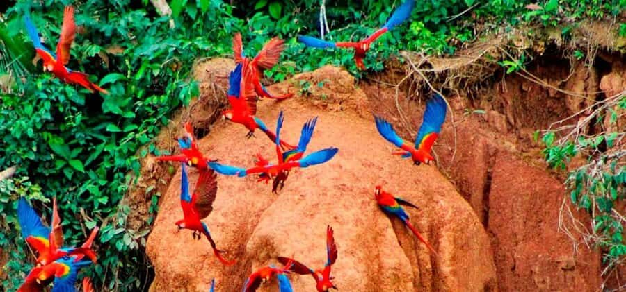 From Tambopata: parrots and macaws clay lick - Additional Practical Tips