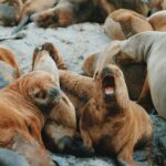From Ushuaia: Beagle Channel Catamaran Tour - Iconic Landmarks and Stories: Les Eclaireurs Lighthouse and Shipwrecks