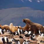 From Ushuaia: Penguin Watching Tour by Catamaran - Detailed Review of the Penguin Watching Catamaran Tour