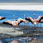 From Uyuni: Geyser and Salar de Uyuni 3-Days | Flamingos | - Exploring Bolivia’s Salt Flats and Beyond: A Detailed Review