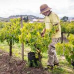 From Villa de Leyva: Vineyard Tour - Exploring Colombia’s Vineyard Scene from Villa de Leyva